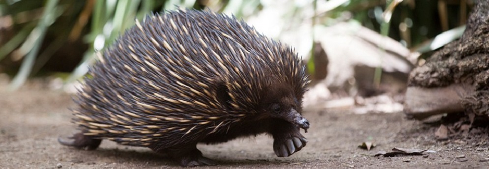 What is an echidna?