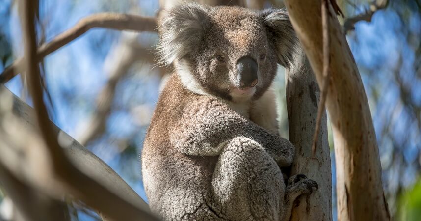Koala Spotting