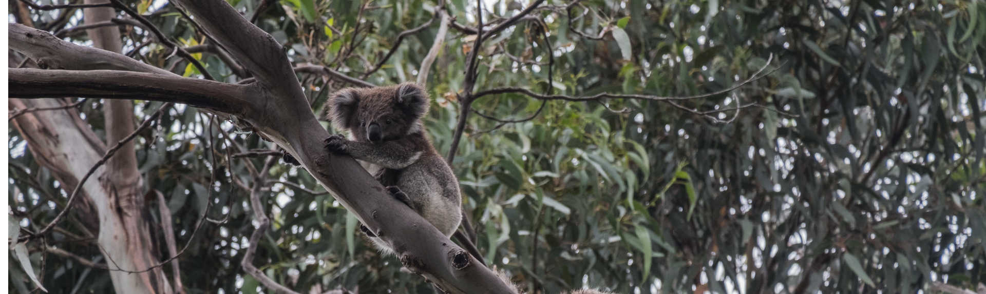 How long is the Kennett River Koala Walk?