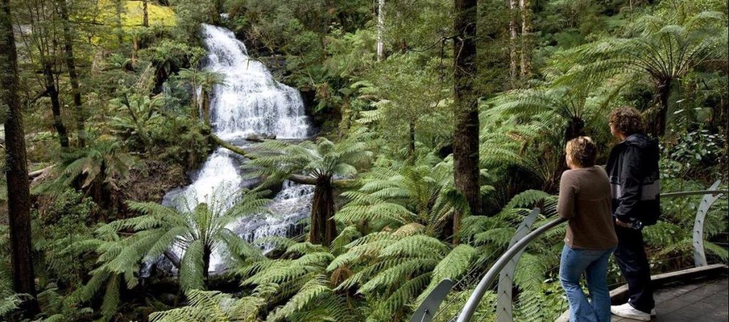 Wildlife Spotting at the Otway Ranges